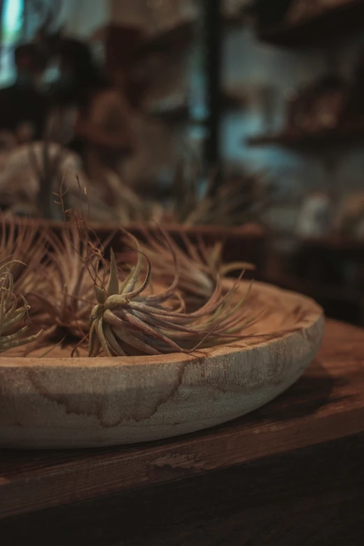 close up po of plant in bowl on shelf