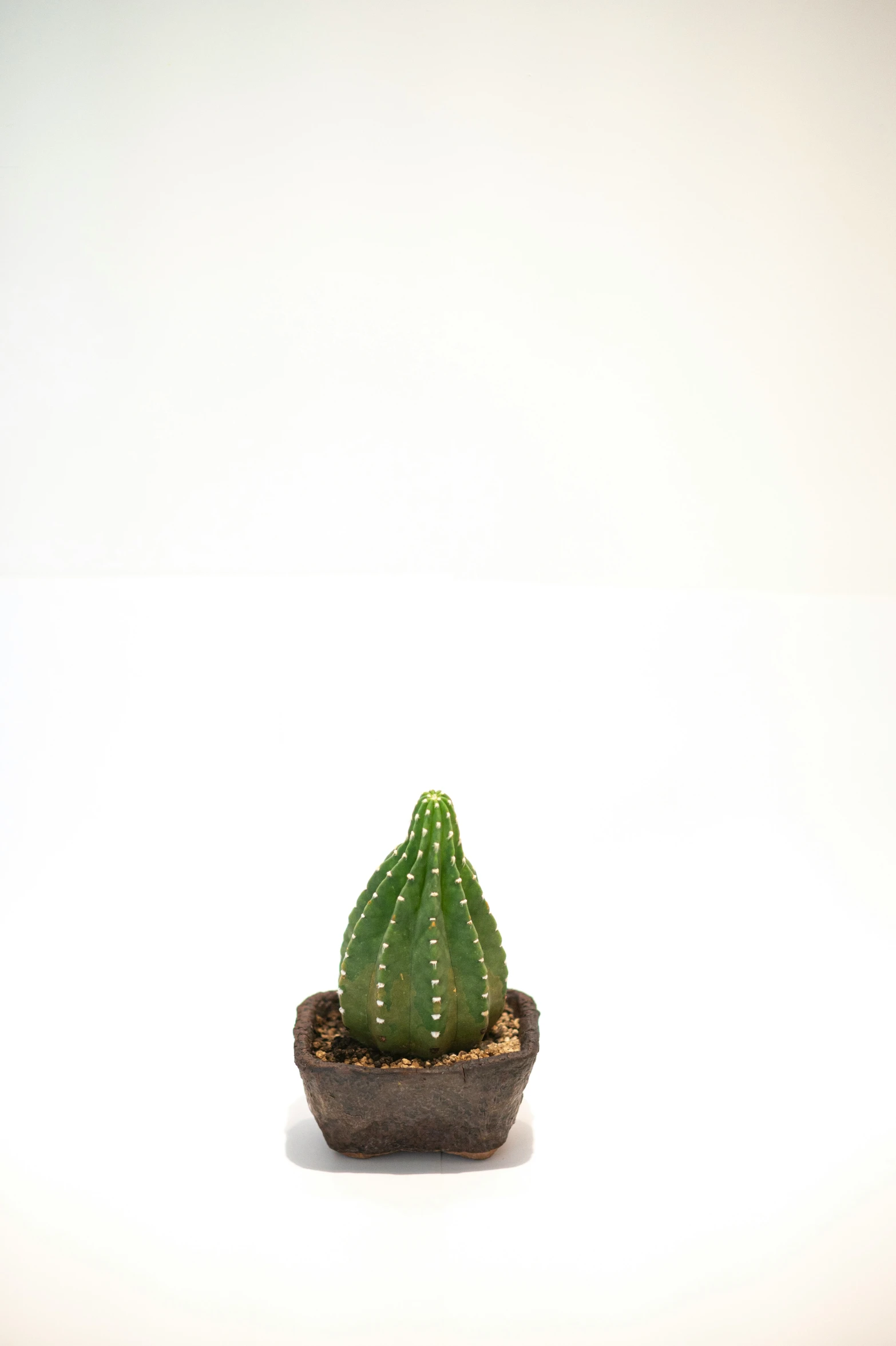 a green plant with long white legs on top of it