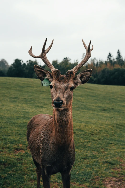 deer with antlers standing in grassy field next to trees