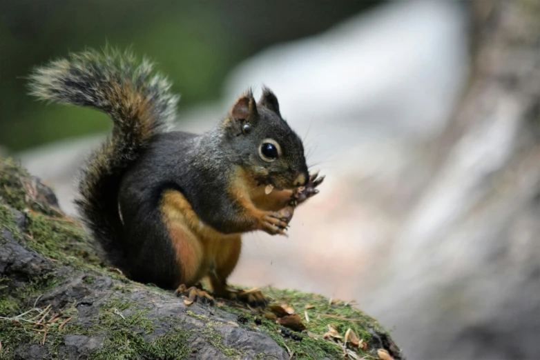 a squirrel sits on top of a tree stump