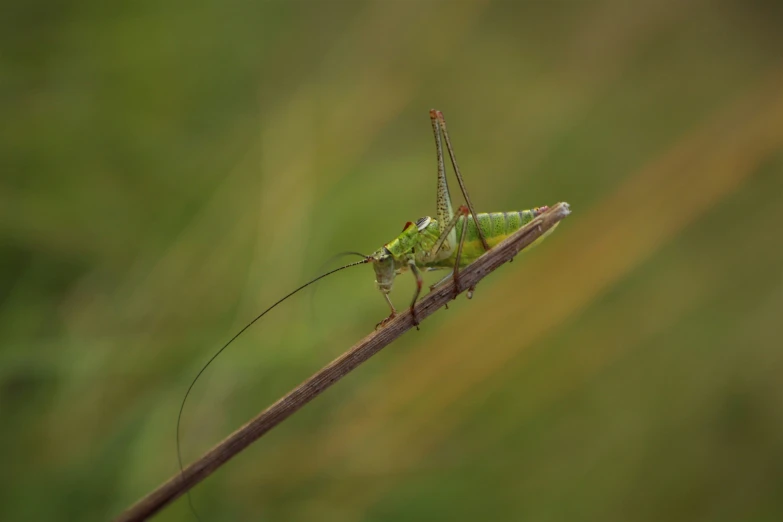 the grasshopper has brown and green stripes on its head