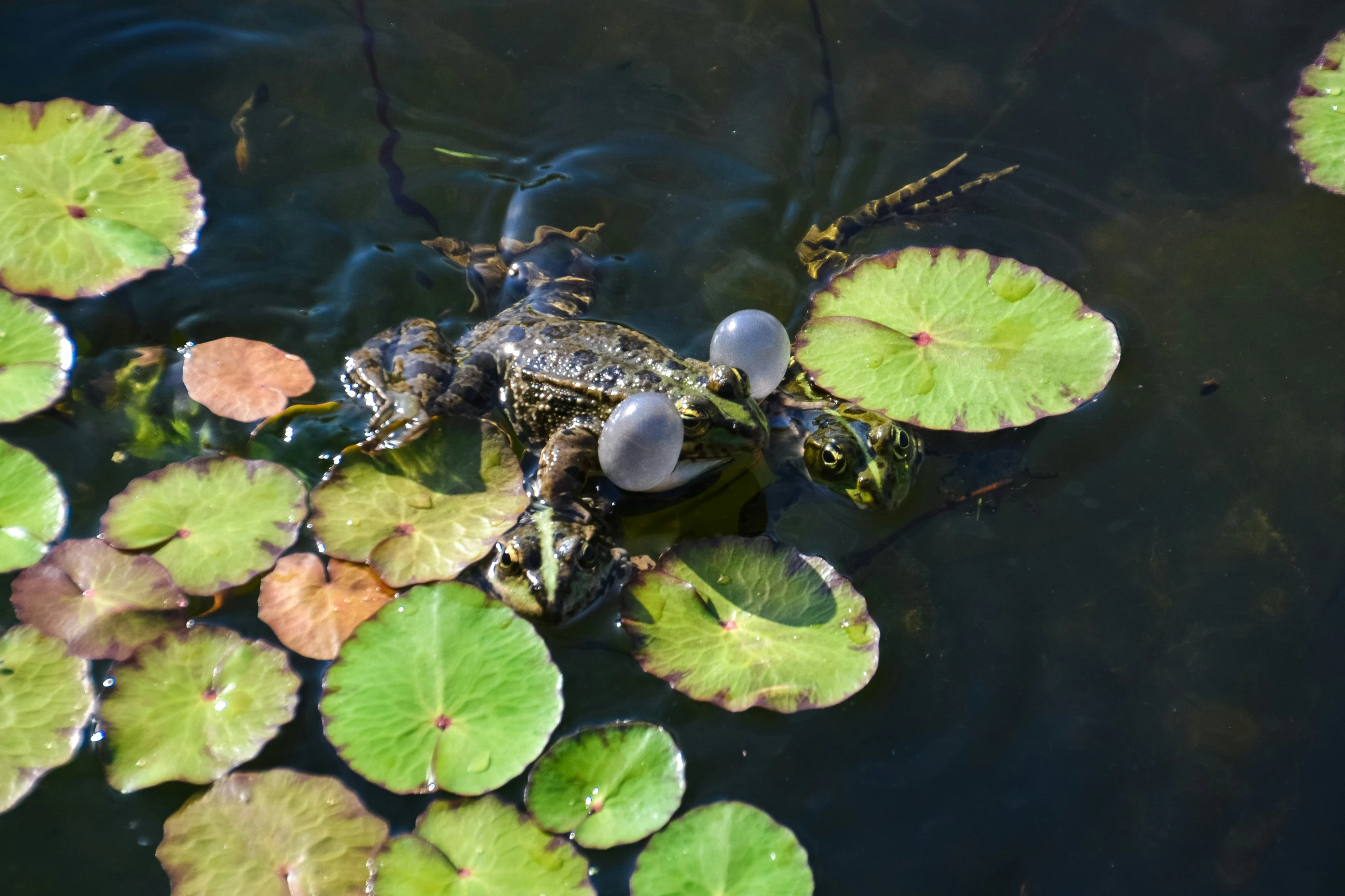 frog sitting on the water surrounded by lily pad's