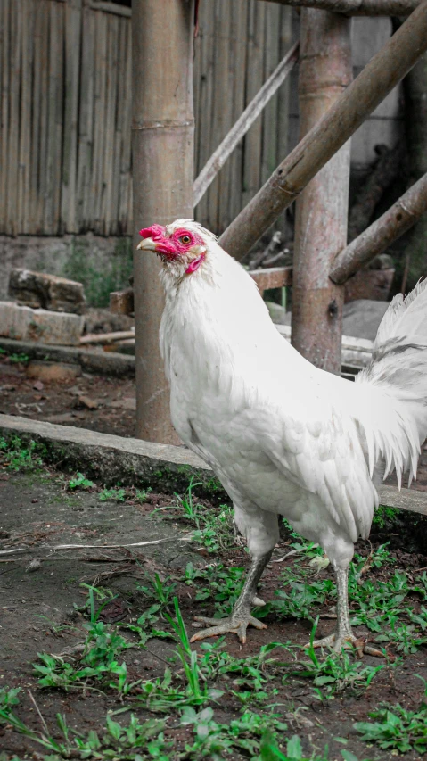 a very pretty white rooster walking around by itself