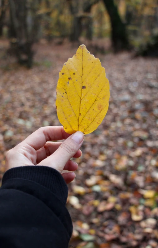 someone is holding a leaf in their hand