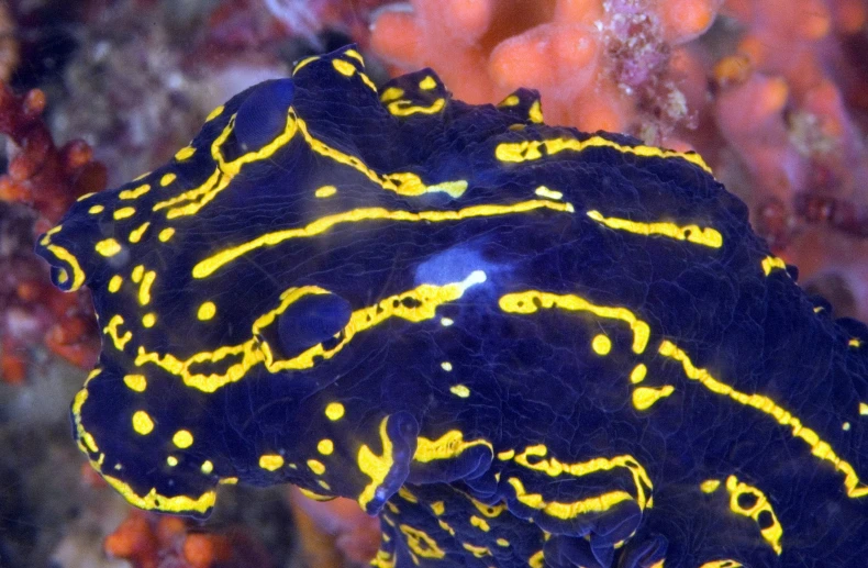 a large yellow and black animal surrounded by corals