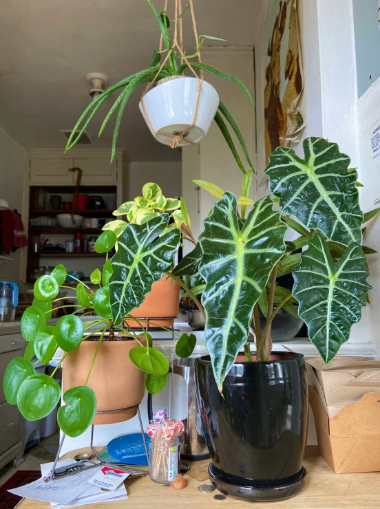 two potted plants sit next to each other on a table