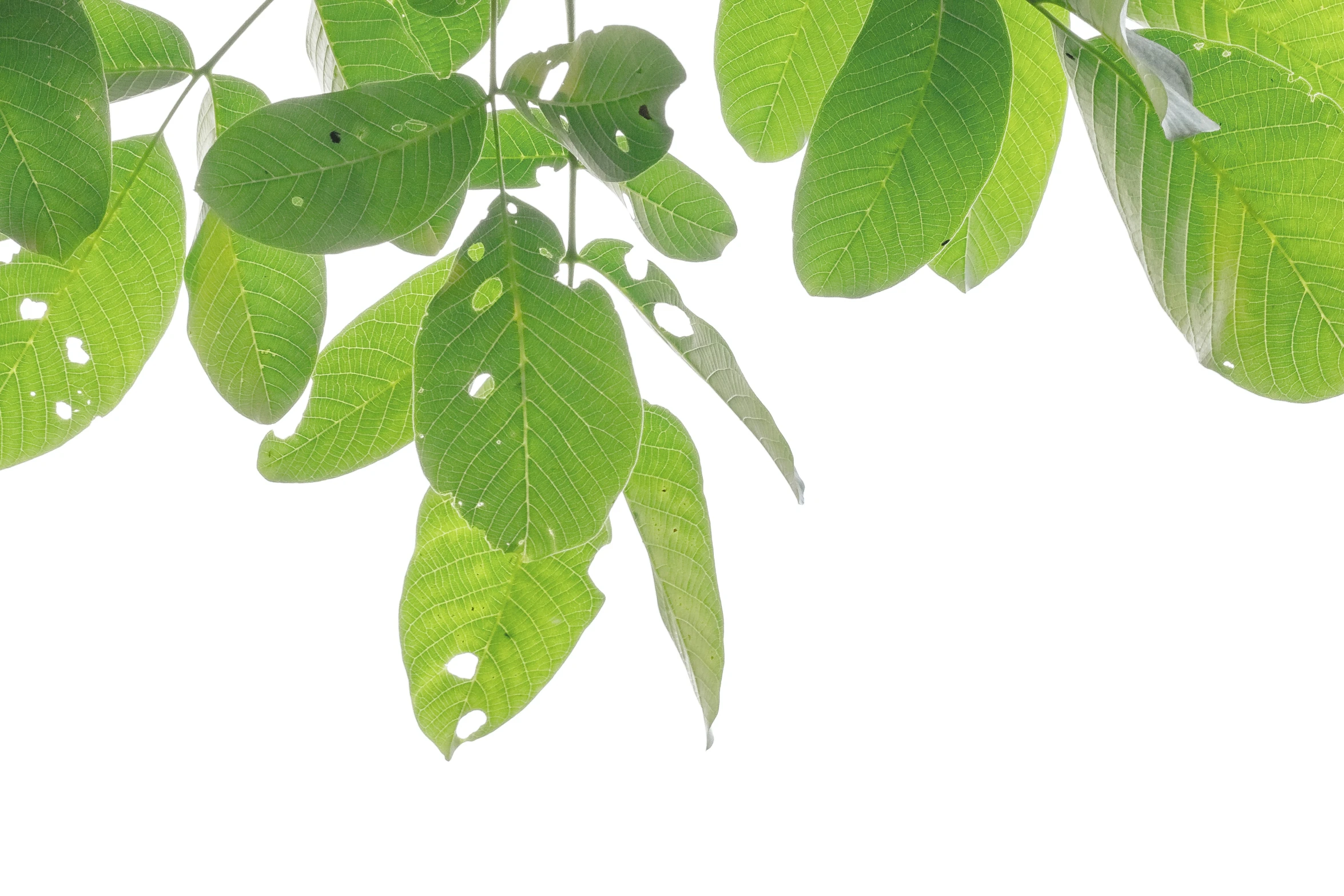 a close up of some leaves with water drops