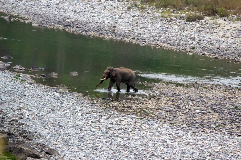 an elephant walking in the wilderness, along with water