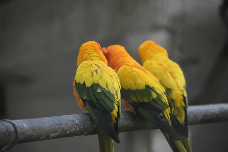 two very colorful birds are sitting next to each other