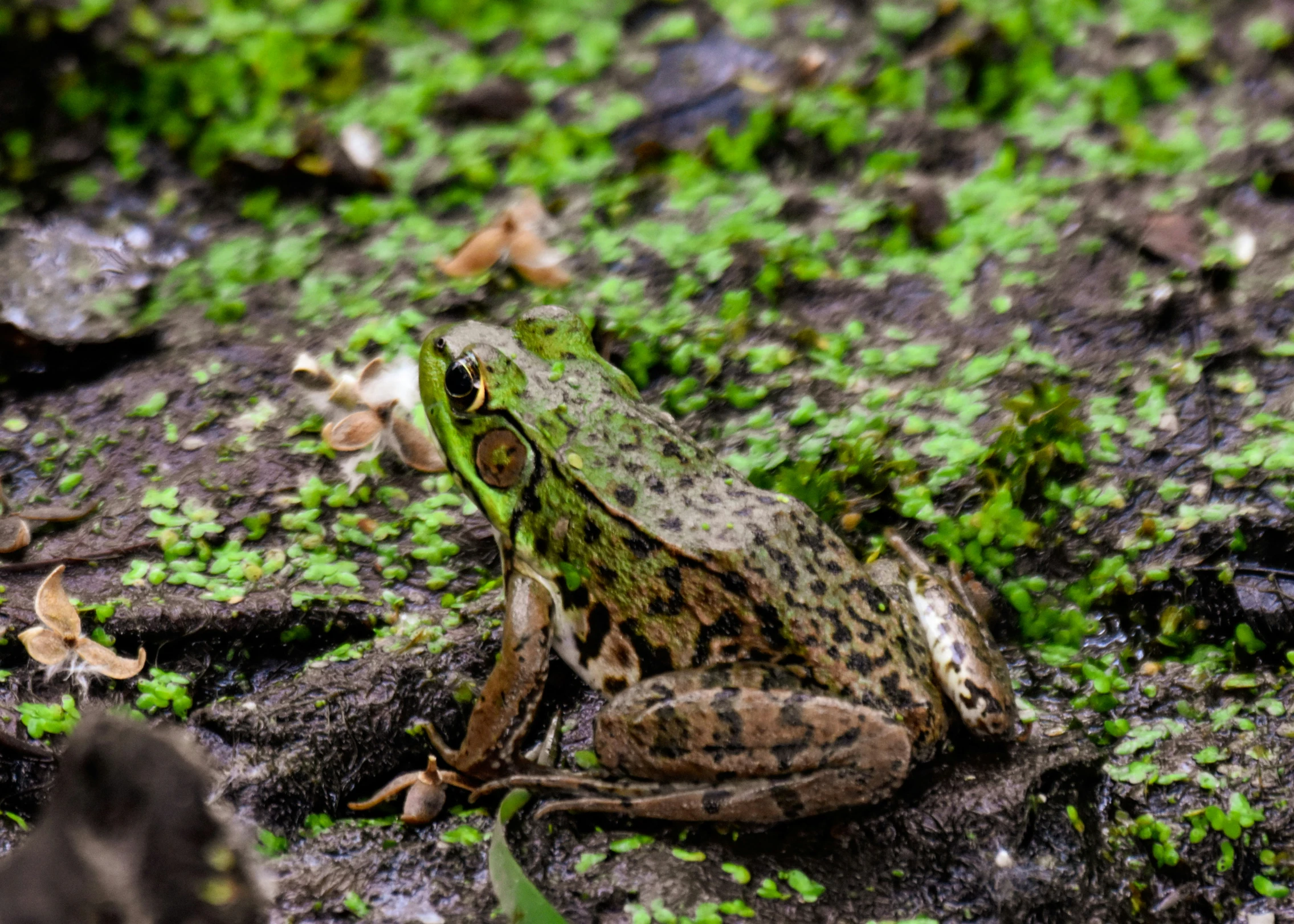 there is a frog that is standing on the ground