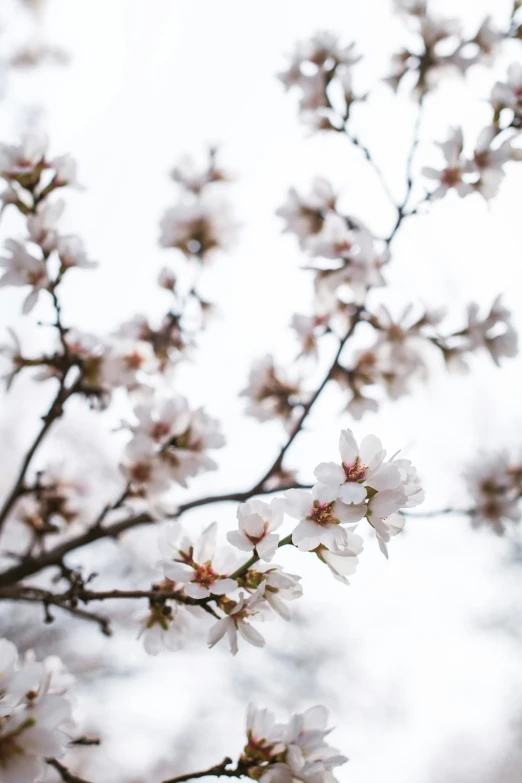 a beautiful white flower grows out of a nch