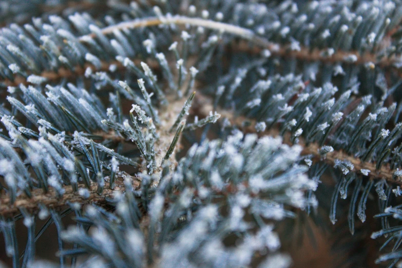 frosted pine needles with no needles on them