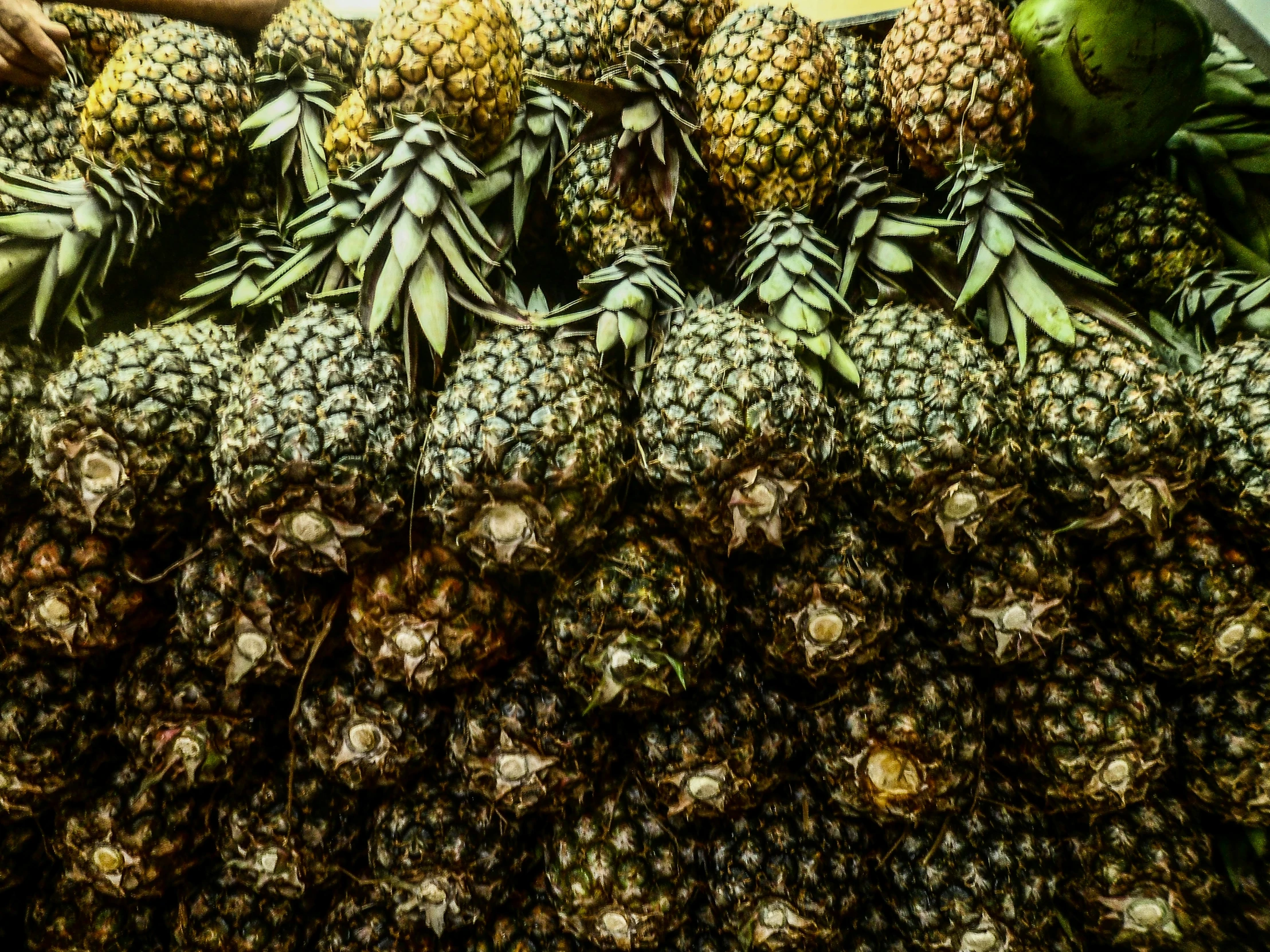 a large pile of fruits that are being picked up