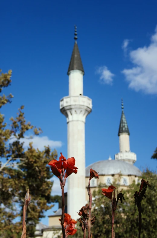 some red flowers in front of a white tower