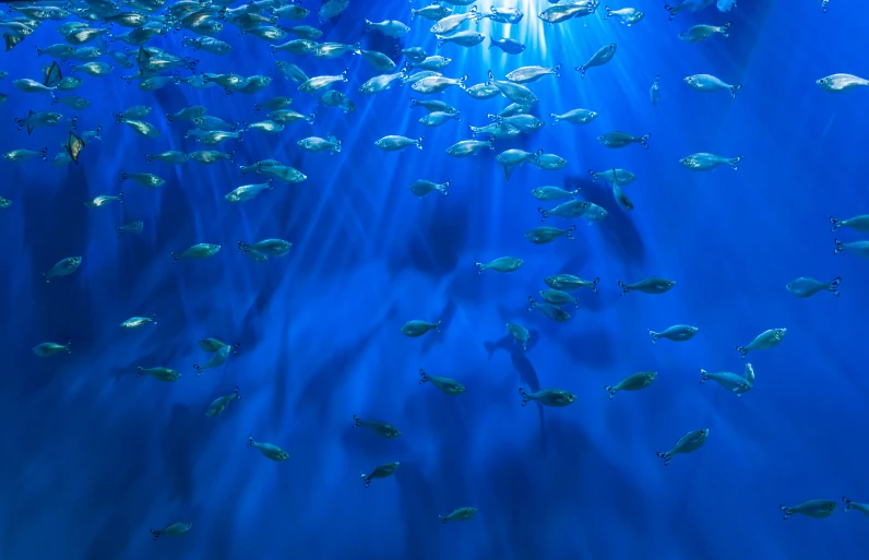 a group of fish swimming in water with blue colors