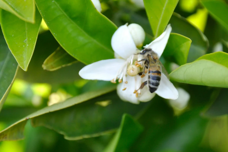 bee on white flower surrounded by green leaves