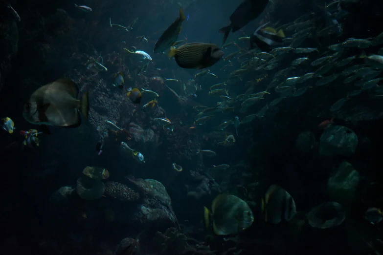 aquarium scene with fish in a darkened ocean