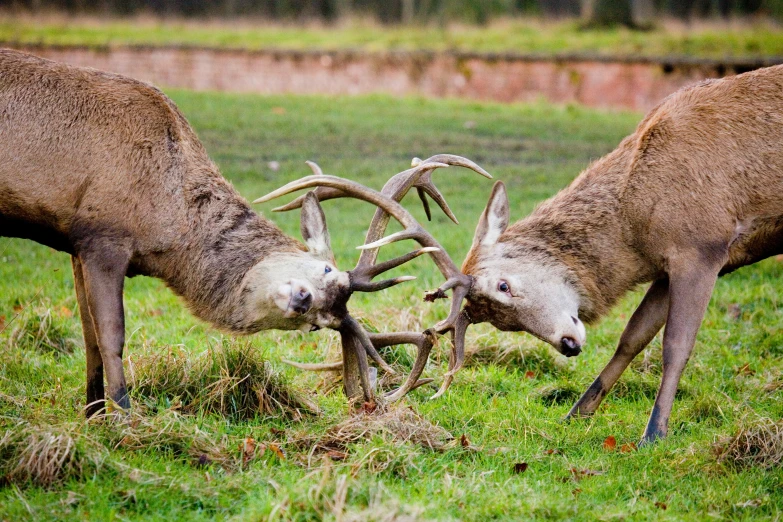 two whitetails fighting over a dead nch in a field