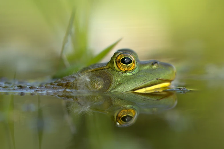 a green frog stares at the camera as it rests in shallow water