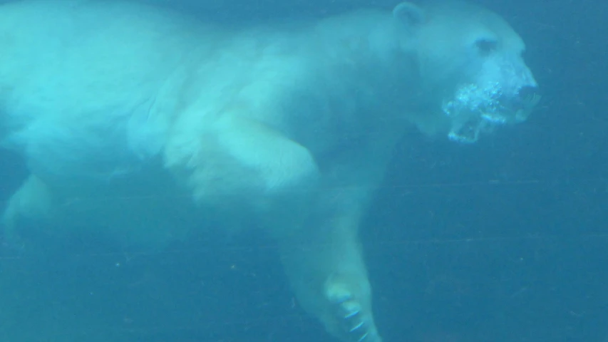 white polar bear swims under water in aquarium