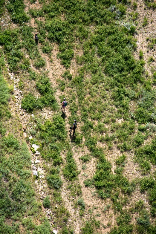 several bears in the field, one looks down at soing