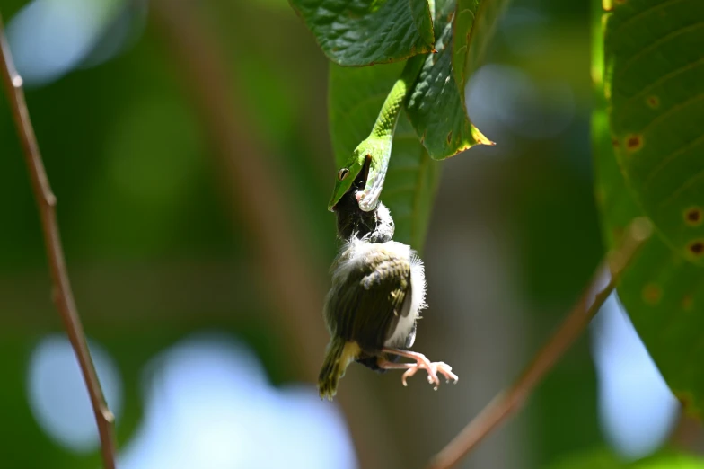 a bird is standing on a nch in a tree