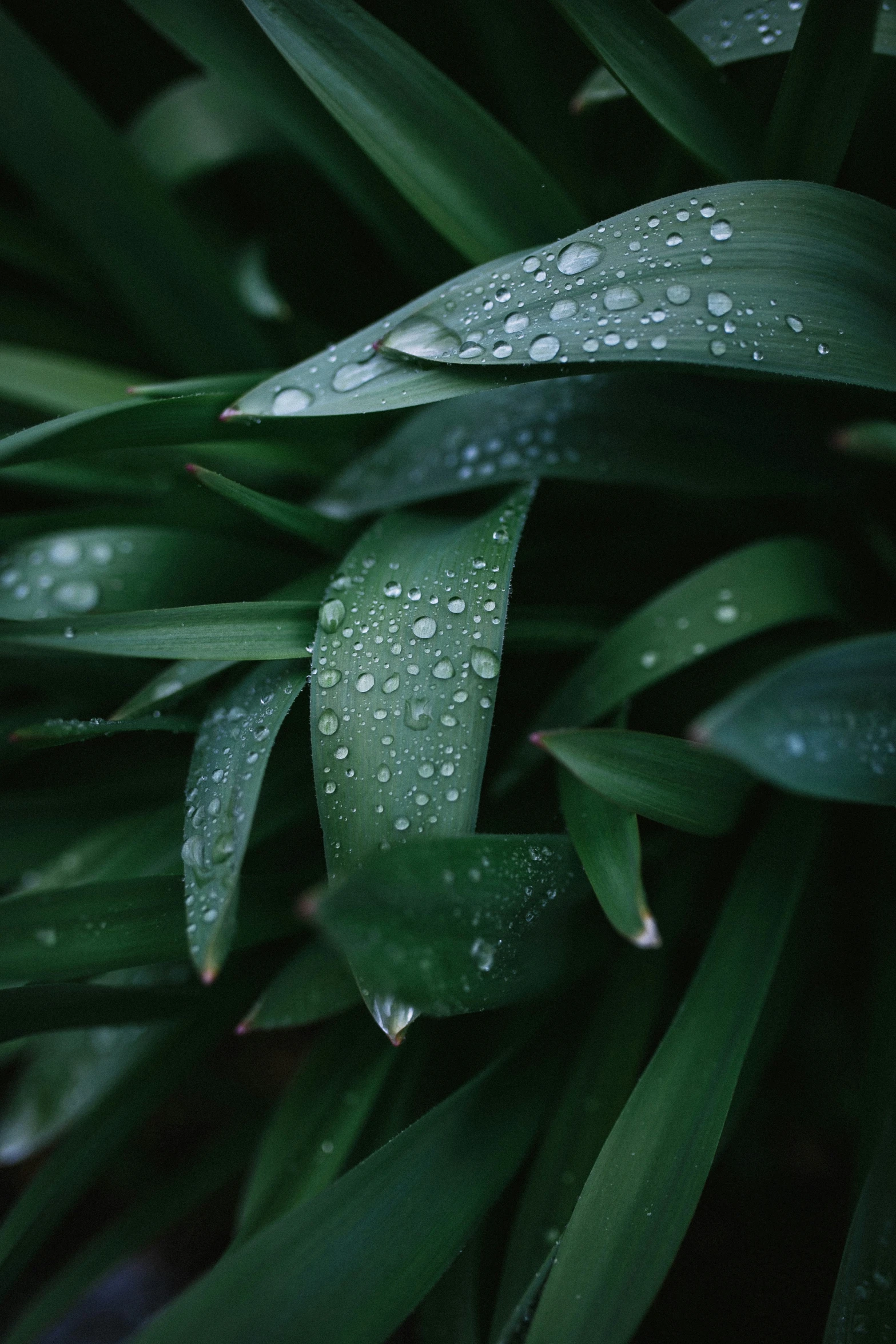 drops of water on leaves in a garden