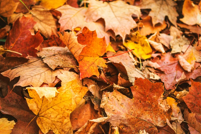 many colored leafs are scattered on the ground