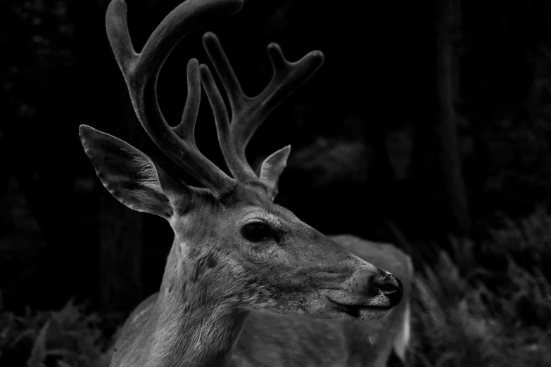 a deer with large horns is shown in black and white