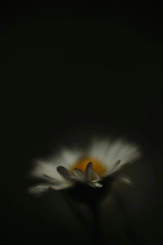 a flower with bright yellow center sitting on a table