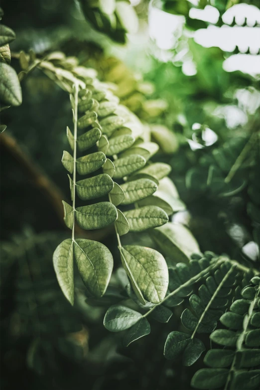 a close up of a long and thin leaf