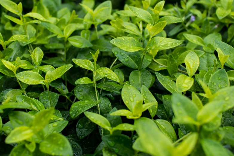 a field full of lots of green plants covered in raindrops