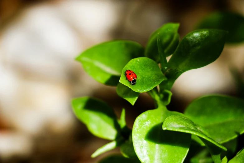 a red bug sitting on top of a leaf