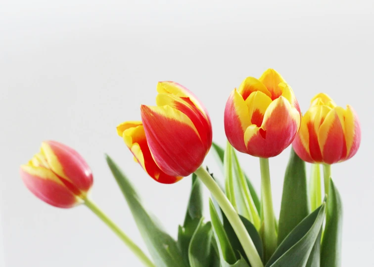 a close up of three flowers in a vase