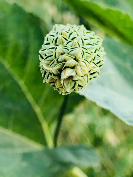 the head of an alliumum plant growing