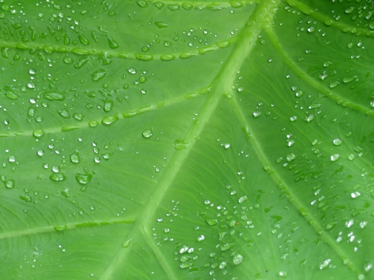 a green leaf with water drops on it