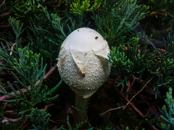 there is a mushroom sitting on the bush