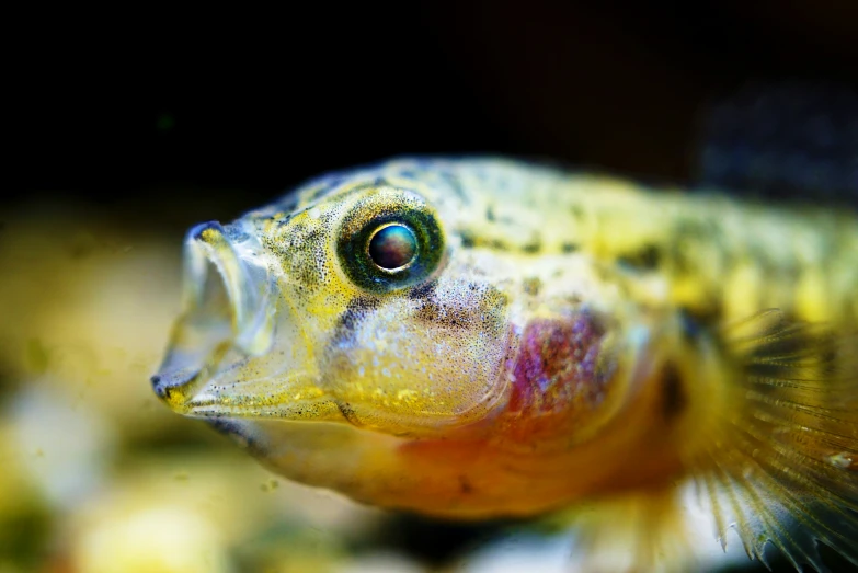 a close up of a fish with bright colors