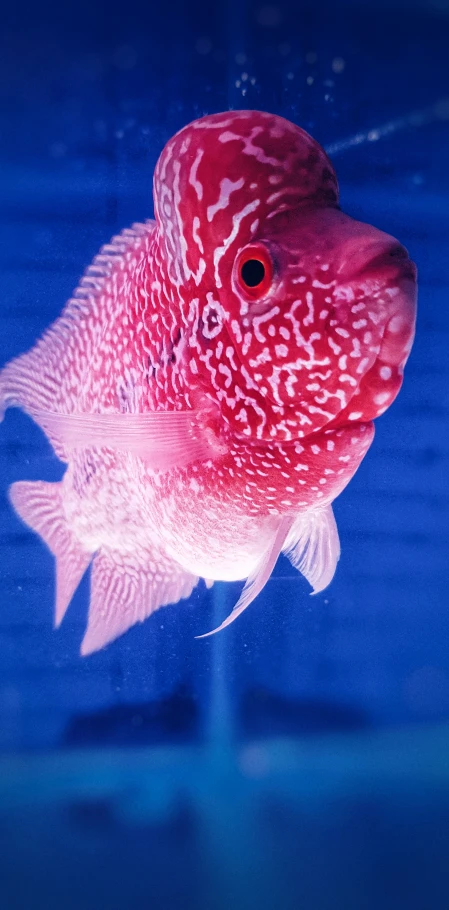 a close up of a fish in water near a blue background