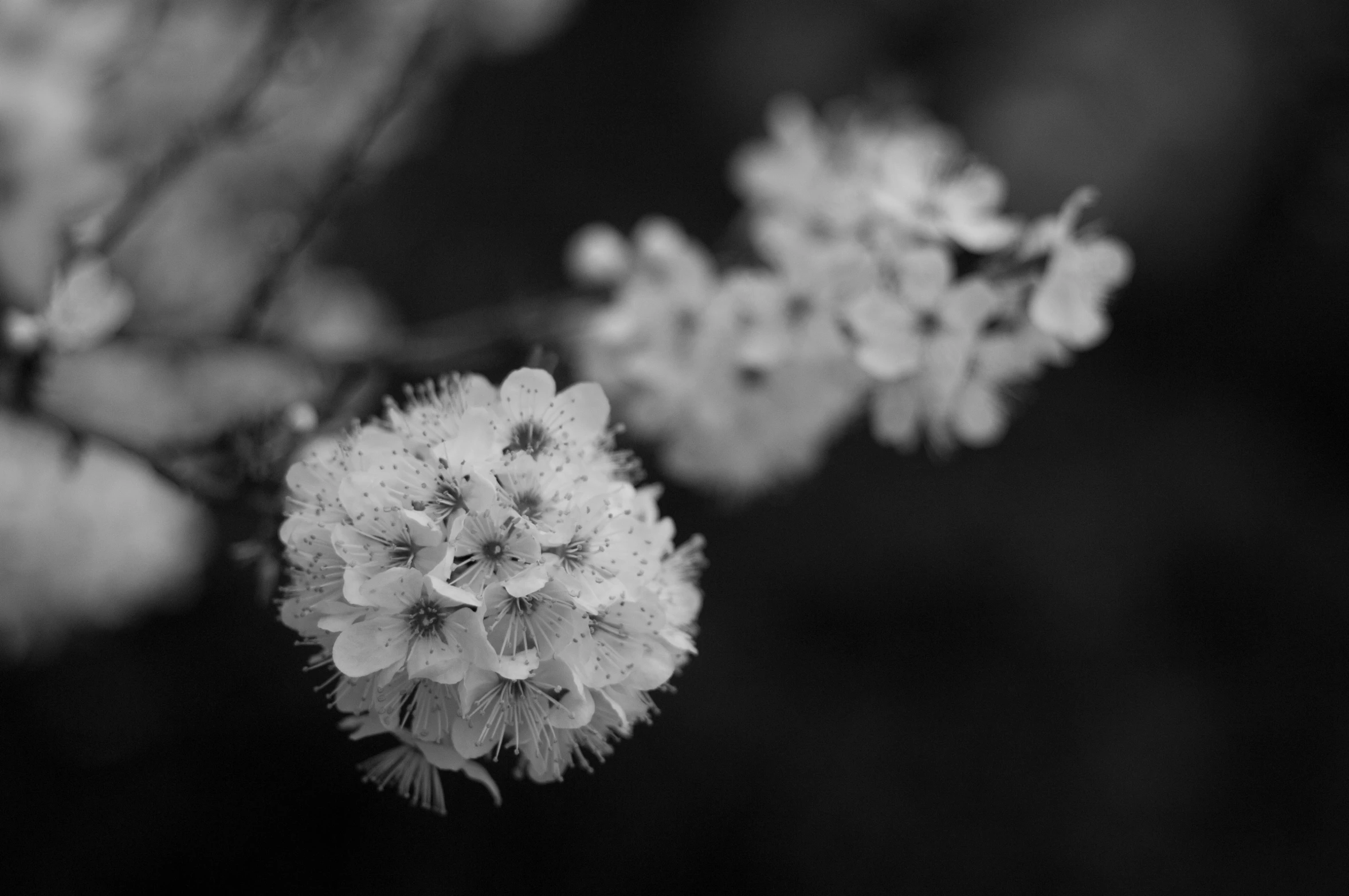 a flower of some sort with small, white flowers