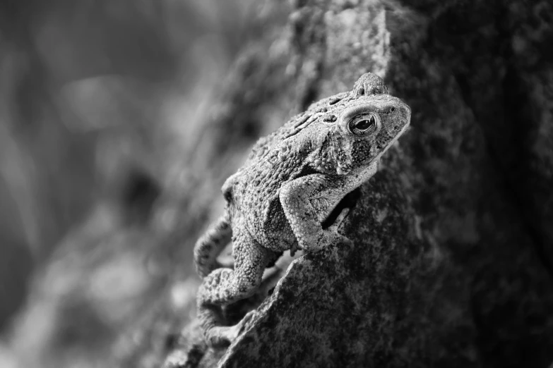 a lizard looking around while climbing up a rock