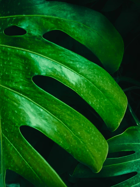 an image of close up green leaf material