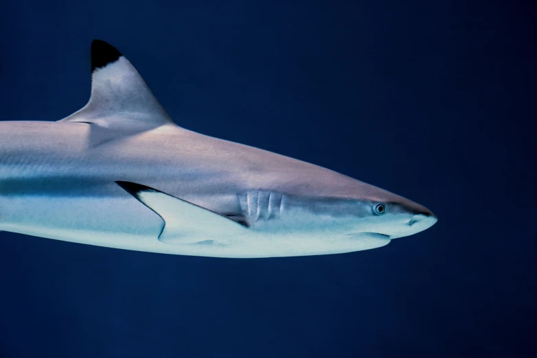 a shark is seen in the water at night