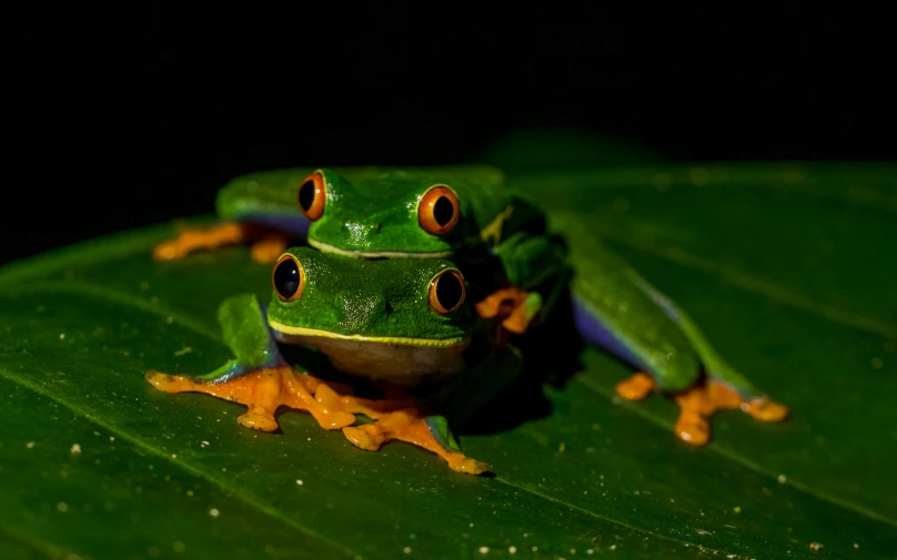 the green frog is sitting on the leaf