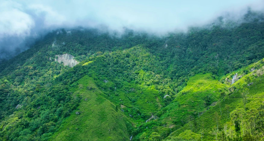 a picture of a hill side in the forest