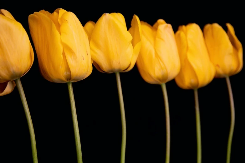 a bunch of yellow tulips in a row