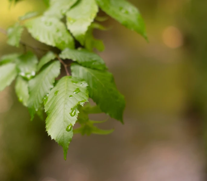 a close up of the leaves of a tree