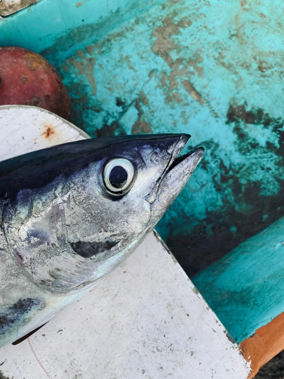 an image of an ocean fish displayed on a boat