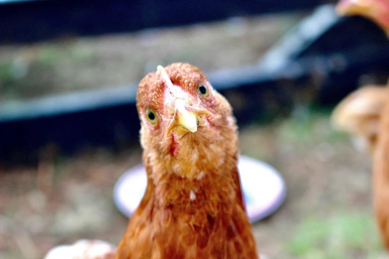 there is a close up view of a chicken