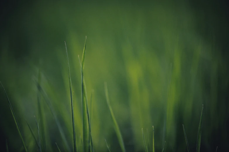 a close up of some grass in front of a dark background